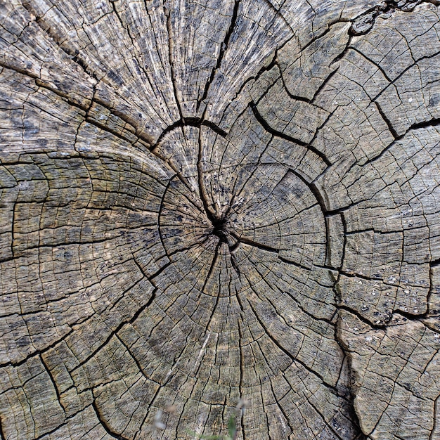 The texture of a cracked tree