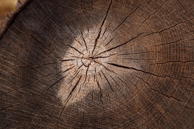 Texture of cut dry wood with cracks