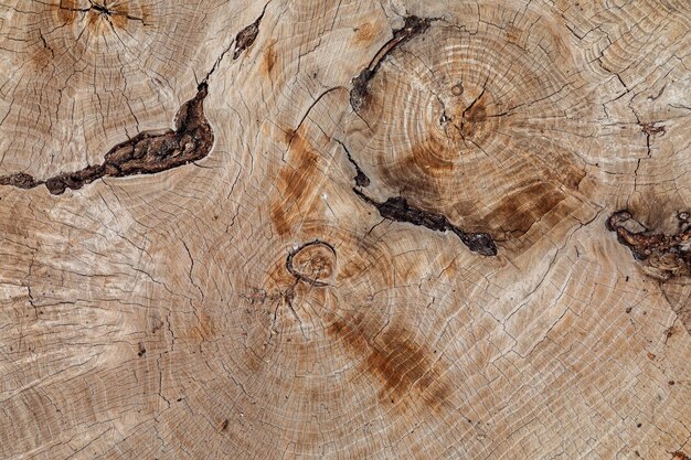 Photo texture of cut old tree stump with annual rings and metal inside wooden texture