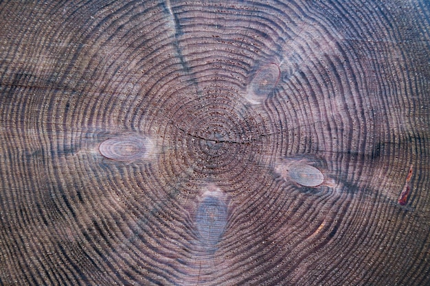 Texture of a cut tree with annual rings