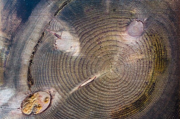 Texture of a cut tree with annual rings