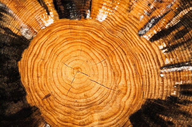 Premium Photo | Texture of a cut tree with annual rings