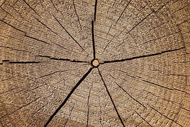 Texture of a cut tree with annual rings