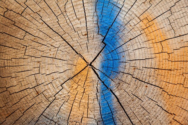 Texture of a cut tree with growth rings a cross section of a tree with traces of yellow and blue pa