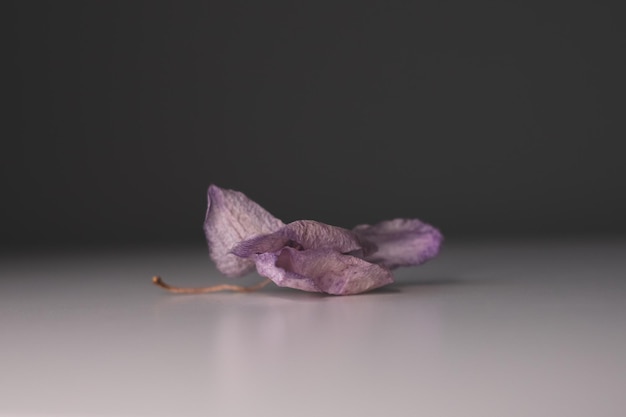 The texture of the delicate petals of a dried orchid Withered orchid A fallen flower