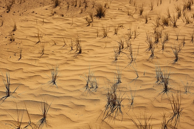 texture desert land sand dunes barkhans, deserts