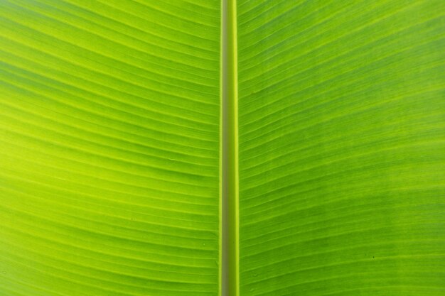 Texture details of tropical green foliage Macro abstract natural background Tropical leaf texture background Green close up leaf structure