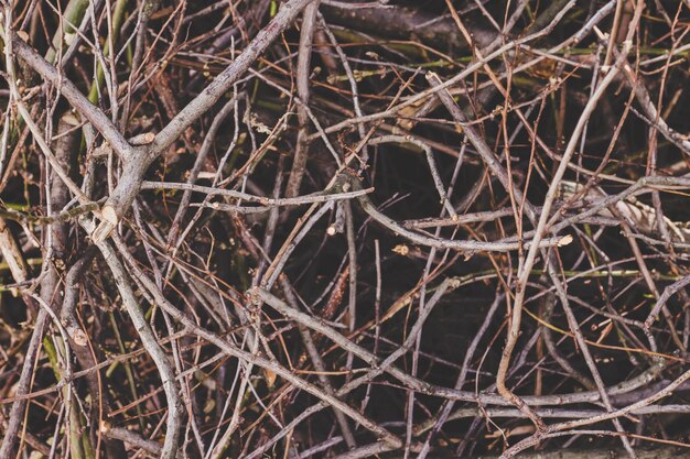 Texture of a dry branches, nature background. 