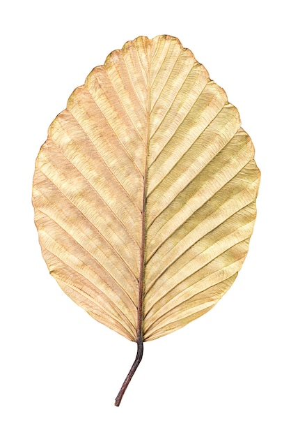 Texture of dry brown leaf isolated on white