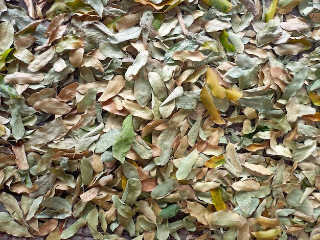 Texture of dry fallen leaves on the ground