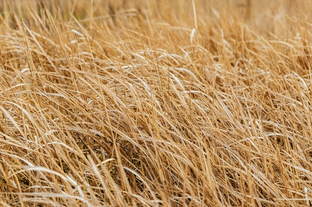 Texture of dry grass. Field with dry grass