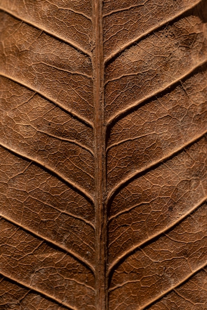 Texture of dry leaf