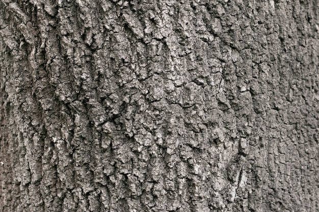 Texture of a dry old tree, bark.