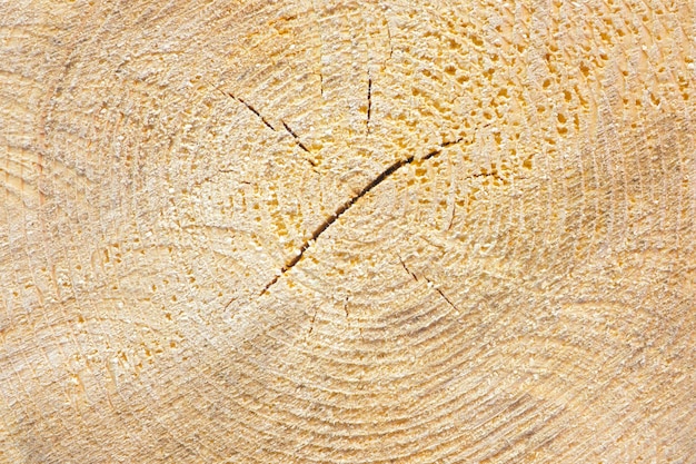 The texture of the end of the tree saw cut wood close up\
roughwood on floors wood background the end of the tree