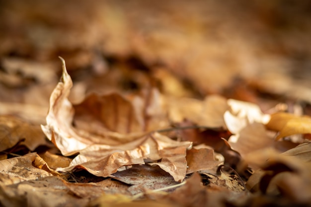 Texture of fallen tree leaves on the ground in autumn - selective focus.