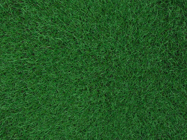 Photo texture of a field with a green grass 3d rendering