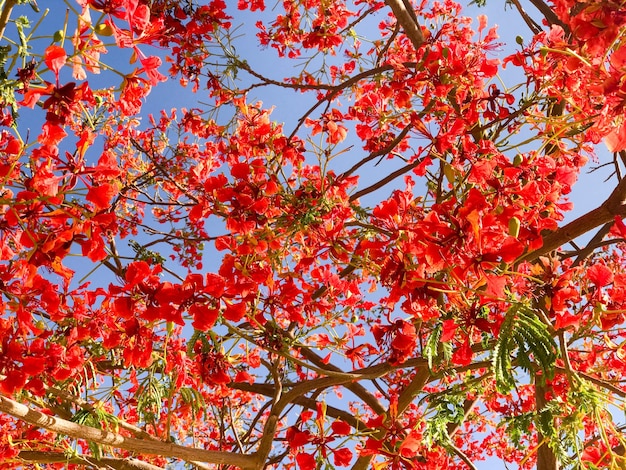 꽃잎이 있는 붉은 부드러운 아름다운 천연 수많은 잎을 가진 장작 델로닉스의 질감