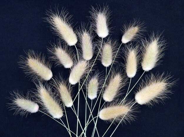 Texture of fluffy yellow spikelets on a black background. For design, art, notebook covers, pattern