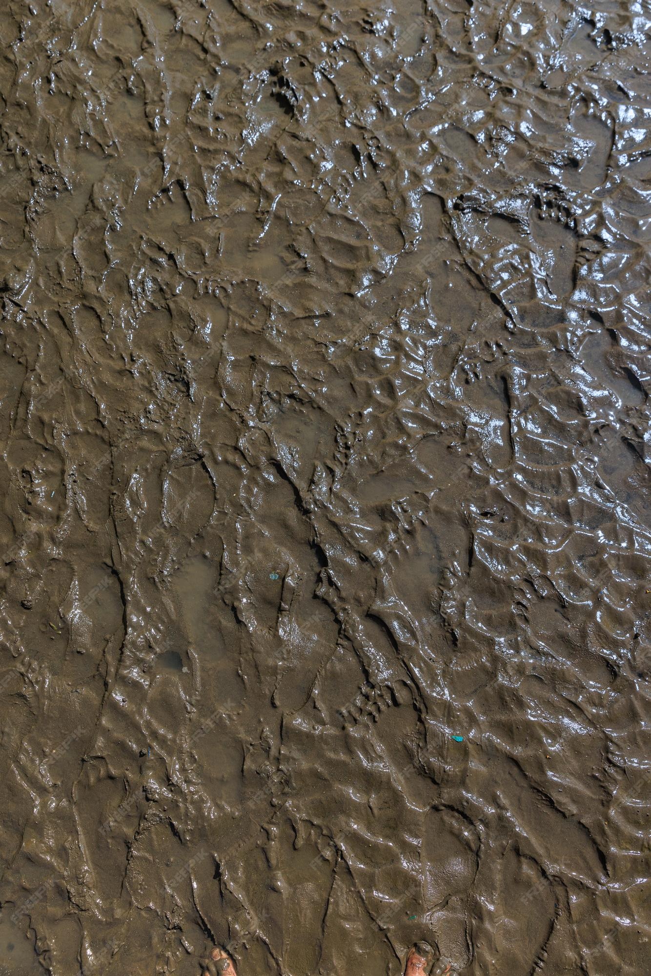 Premium Photo The texture of footprints on rough wet mud soil in the Premium Photo The texture of footprints on rough wet mud soil in the