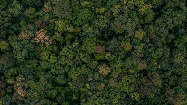 照片纹理的森林背景