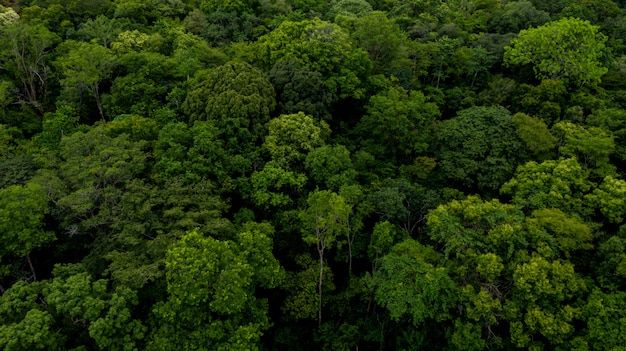 Texture of forest background