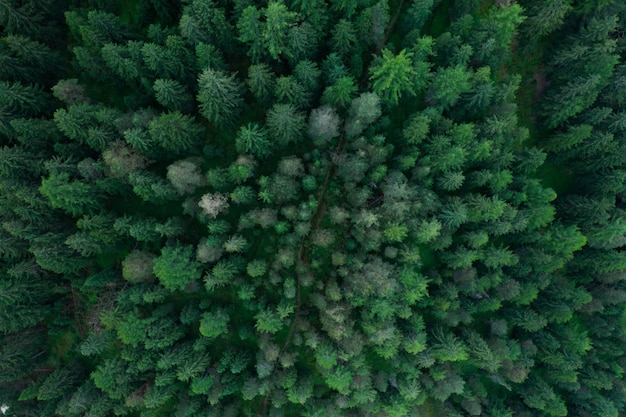 Photo texture of forest view from above, aerial top view forest, panoramic photo over the tops of pine forest