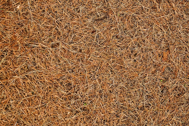 Texture from the brown old pine needles