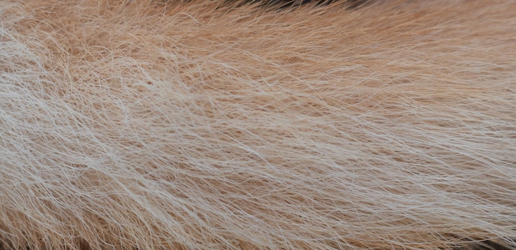 फोटो texture of fur for the background