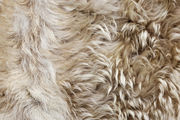 Texture of fur macro colored sheep hair background natural fluffy wool furry surface