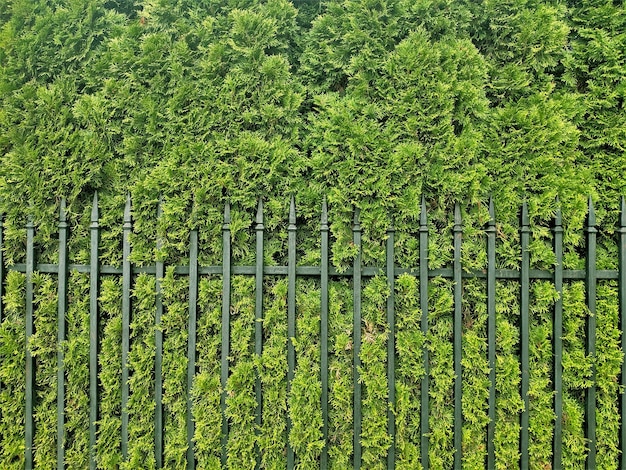 Foto struttura di erba o ginepro verde della siepe