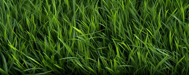 Texture of Grass in Weedy Lawn