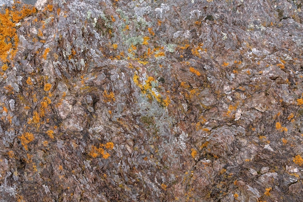 Texture of gray rock stone with yellow lichen. Altai