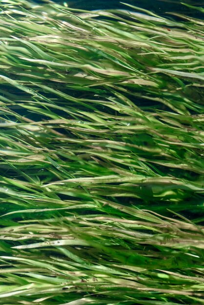 Texture of green algae under water closeup macro