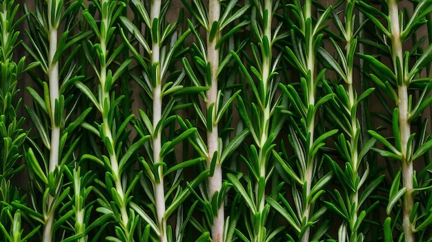 Texture of green freshly cut rosemary leaves rosmarinus officinalis