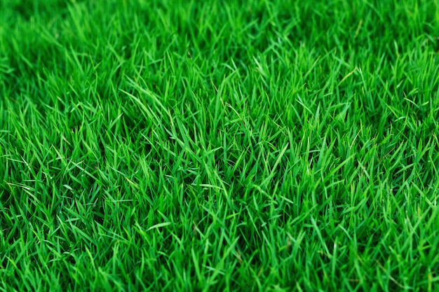 The texture of green grass for the background