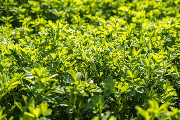 Texture of green grass or clover on the field