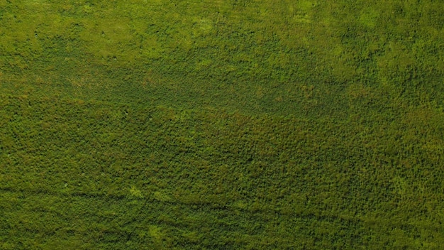 Texture green grass field and aerial view