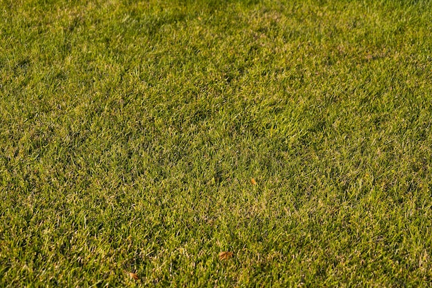 Texture of green grass field