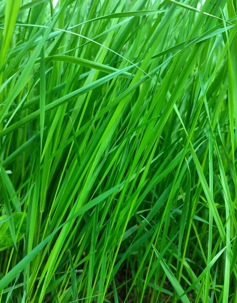 Texture of green grass in the field