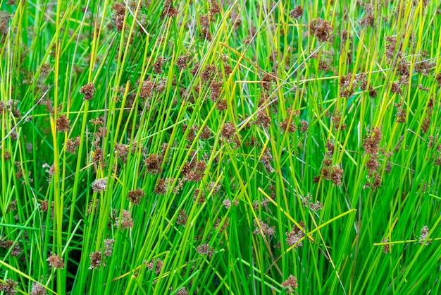 The texture of green grass. Long stems of plants.