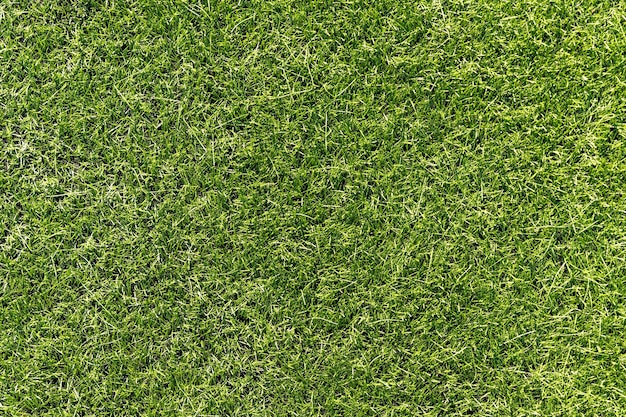 Texture green grass natural background