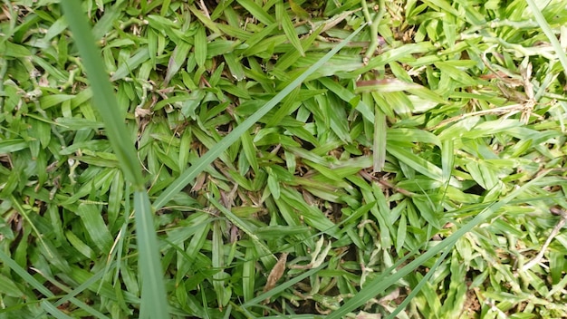 Texture of green grass and trees