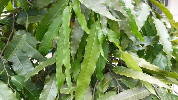 Texture of green grass and trees