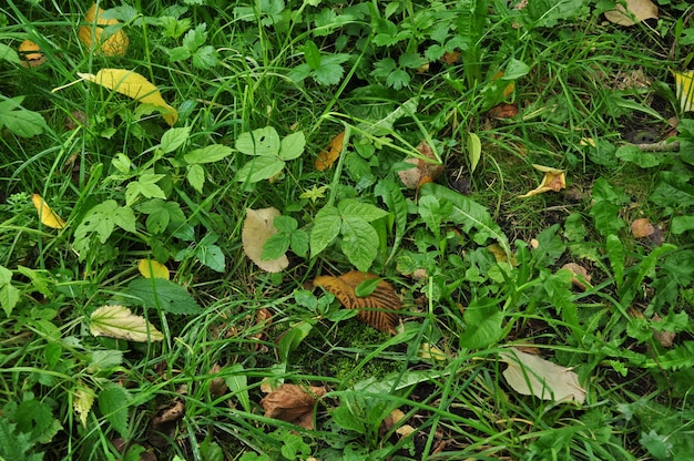 緑の草と黄色の葉の質感。秋、木から地面に落ちた葉。