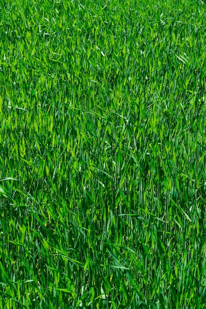  texture of the green grass