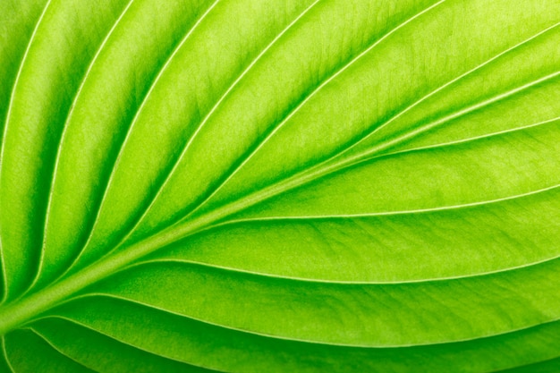 Текстура зеленого листа как фон. текстура листьев