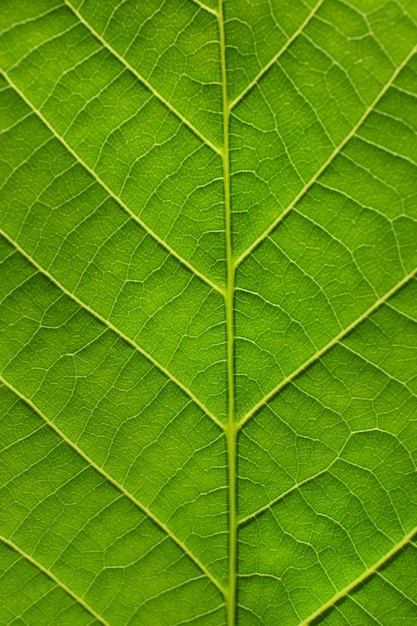 Texture of a green leaf as background