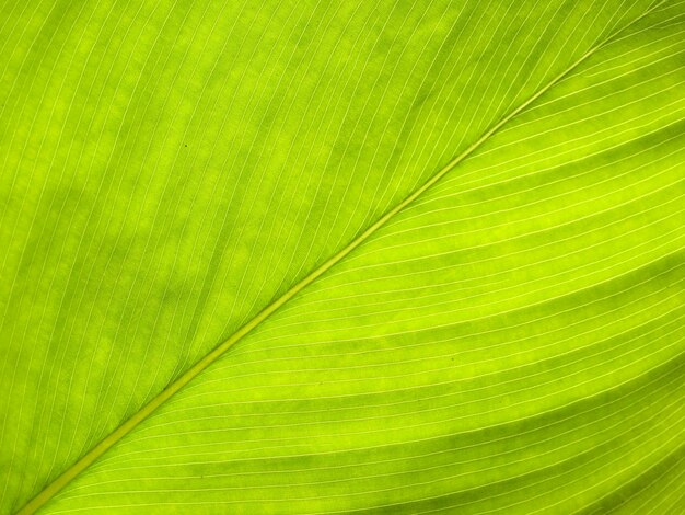 Texture of a green leaf as background  