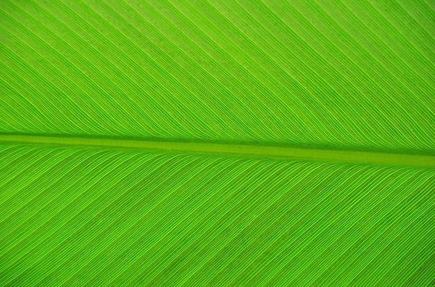 Texture of a green leaf as background