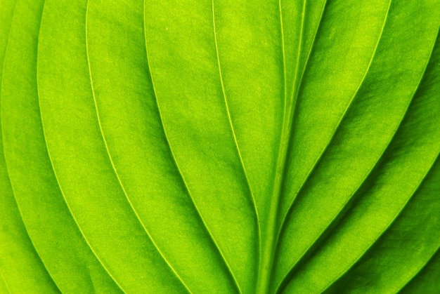 Texture of a green leaf as background